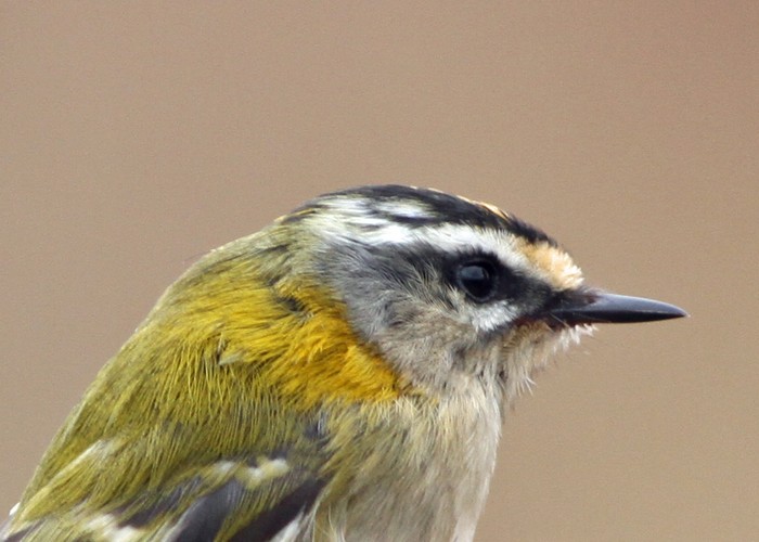 Firecrest