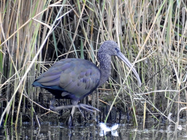 Glossy Ibis