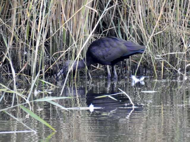 Glossy Ibis