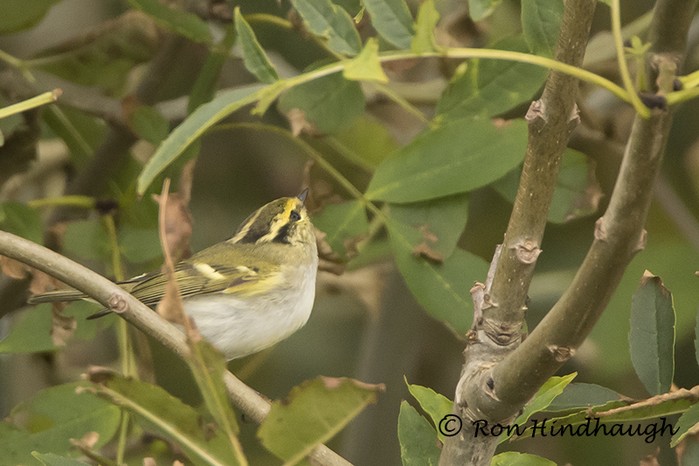 Pallas's Warbler