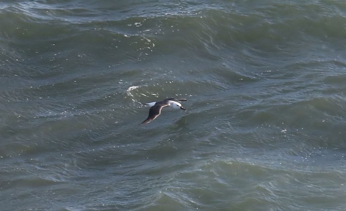 Black-browed Albatross