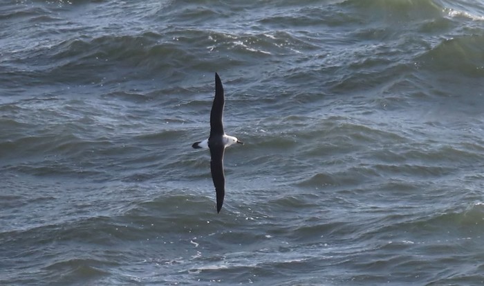 Black-browed Albatross