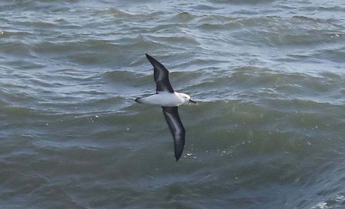 Black-browed Albatross