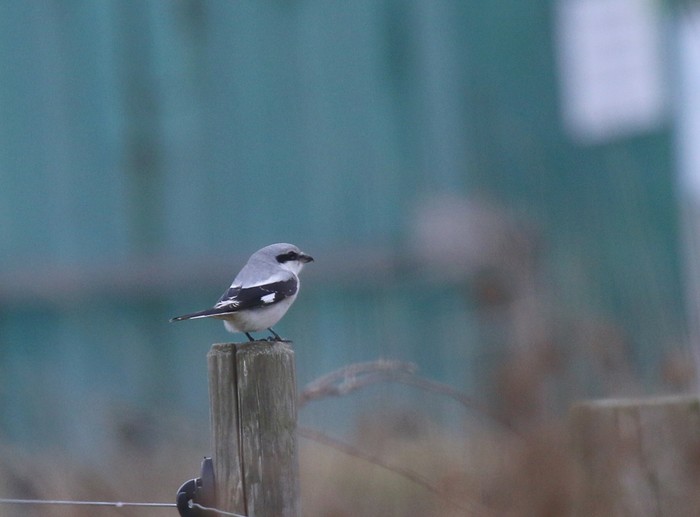 Great Grey Shrike