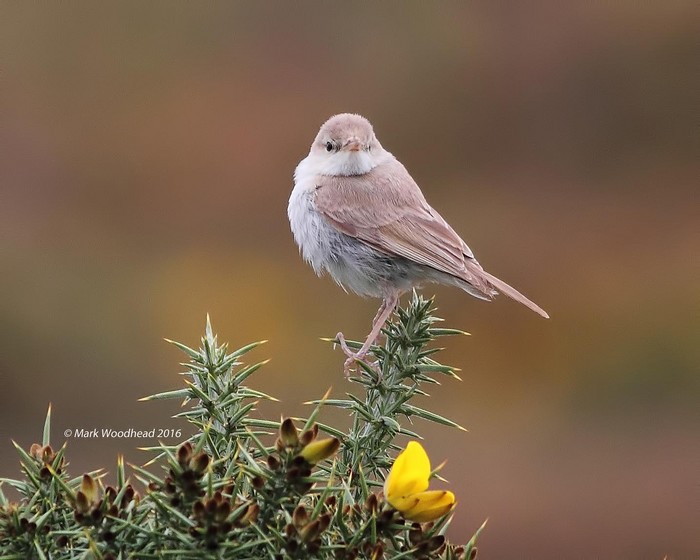 Booted Warbler