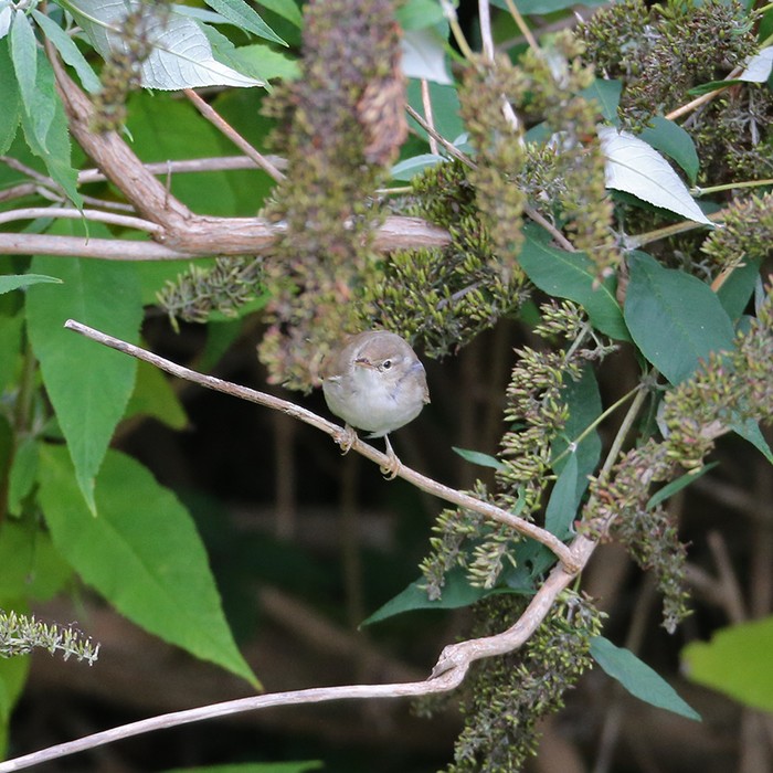 Blyth's Reed Warbler
