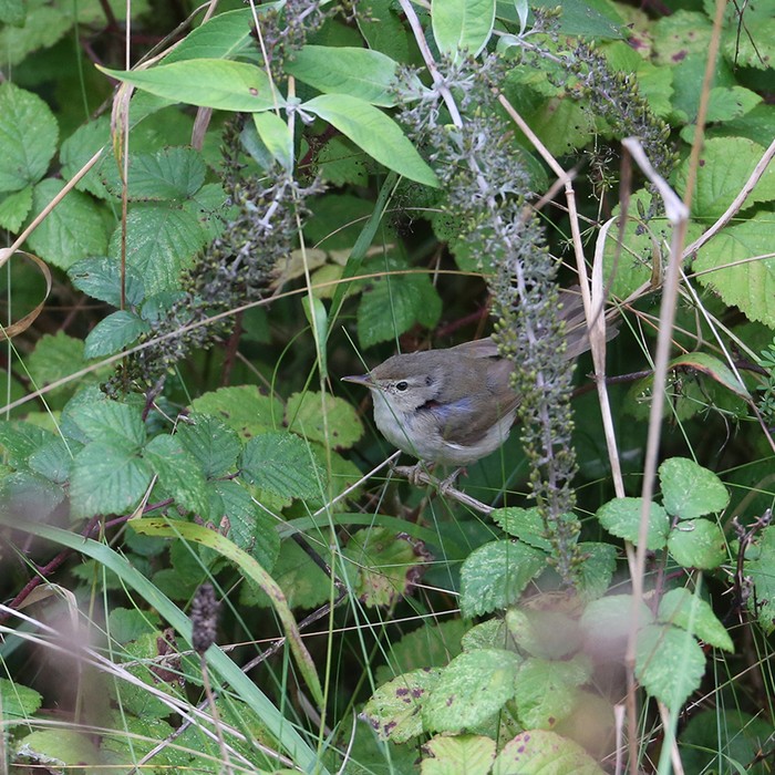 Blyth's Reed Warbler