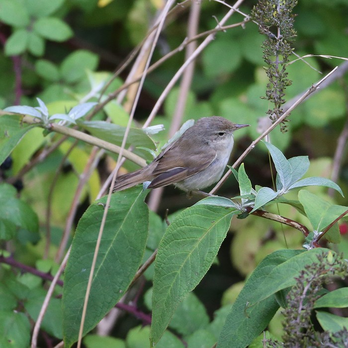 Blyth's Reed Warbler