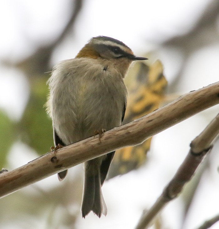 Firecrest