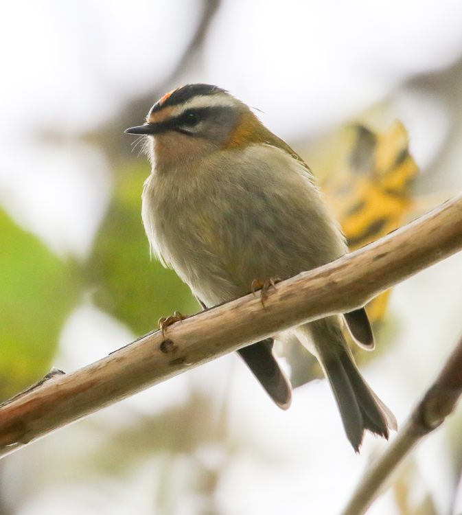 Firecrest