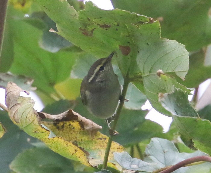 Yellow-browed Warbler