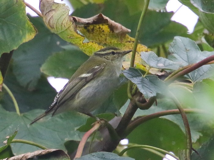 Yellow-browed Warbler