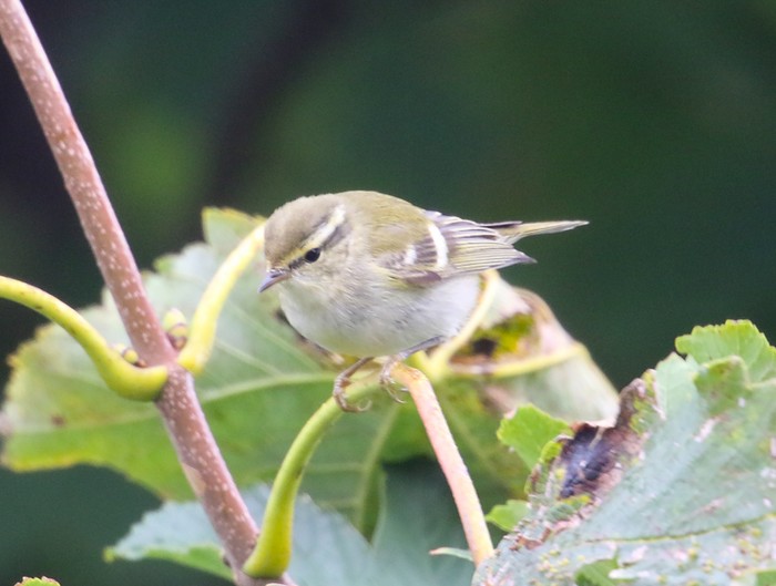 Yellow-browed Warbler