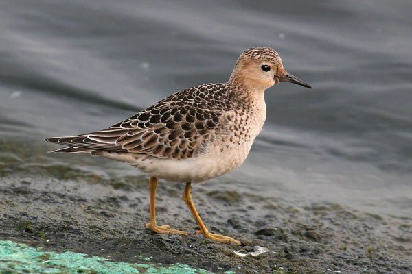 Buff-breasted Sandpiper