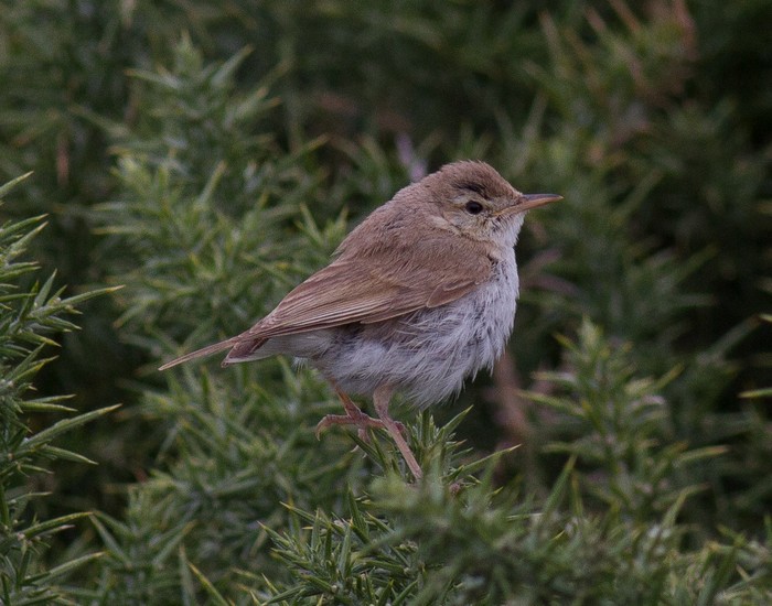 Booted Warbler
