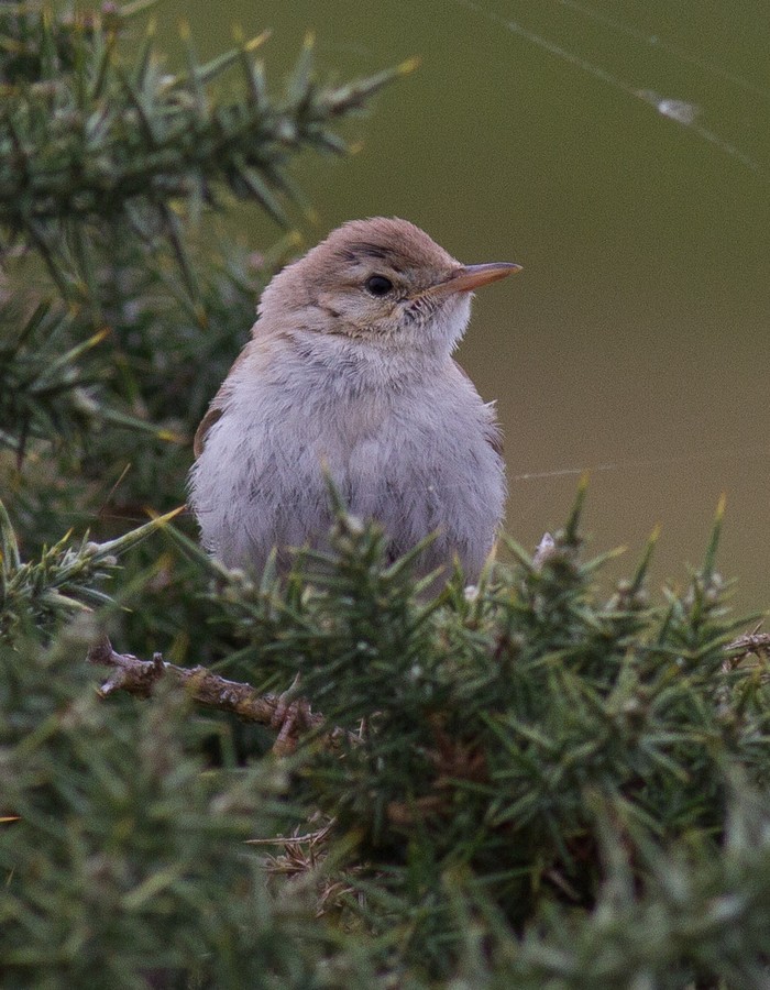 Booted Warbler