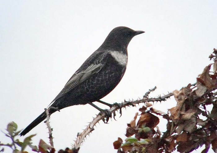 Ring Ouzel