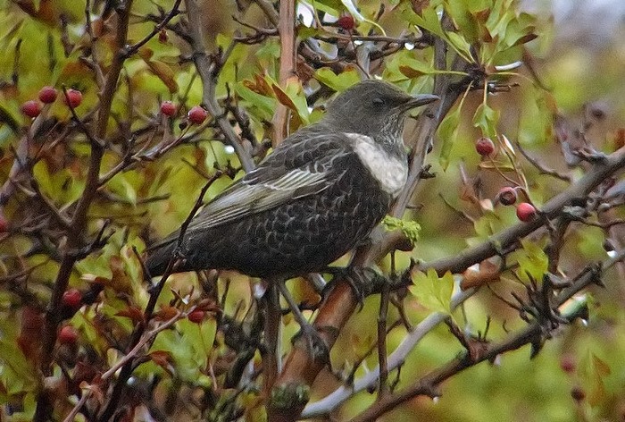 Ring Ouzel