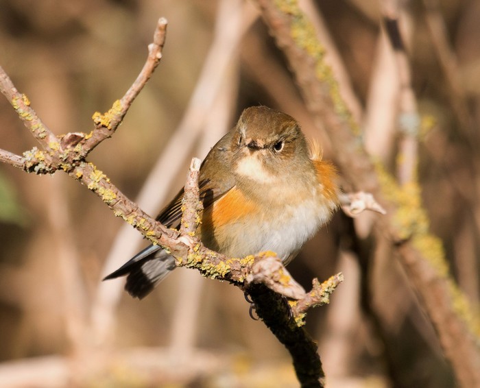 Red-flanked Bluetail