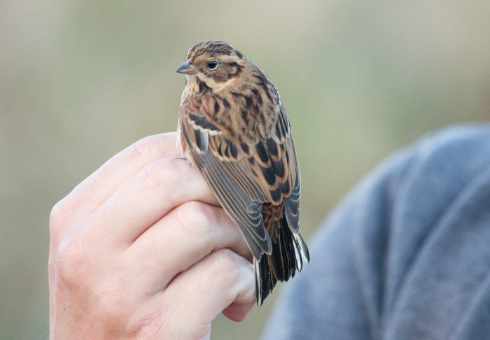 Rustic Bunting