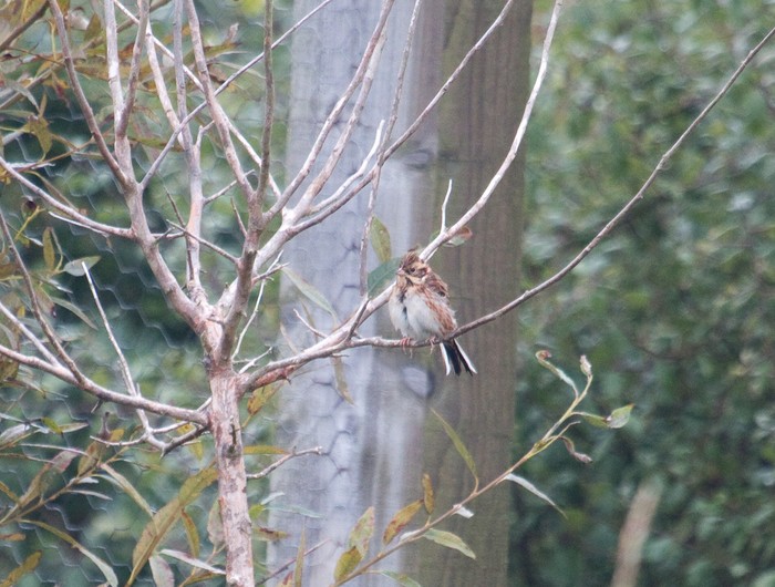 Rustic Bunting
