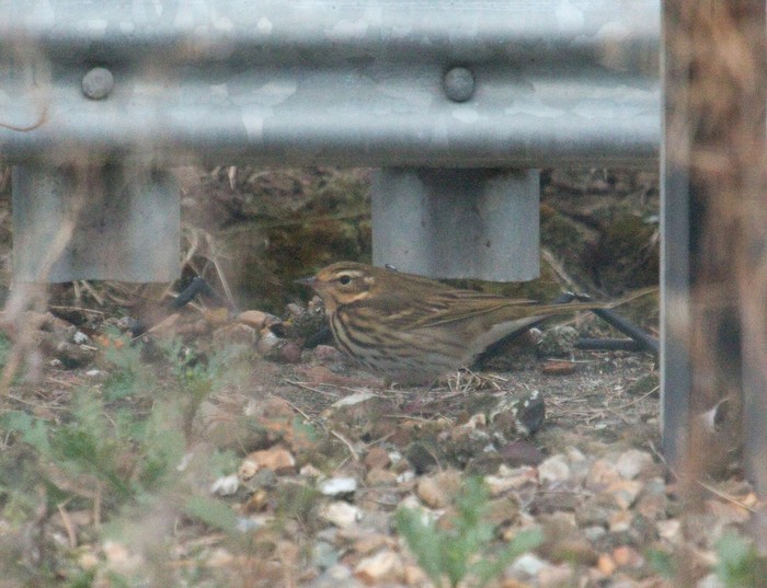 Olive-backed Pipit