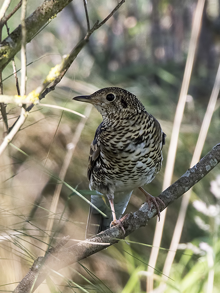 White's Thrush
