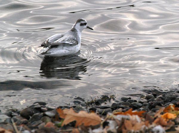 Grey Phalarope
