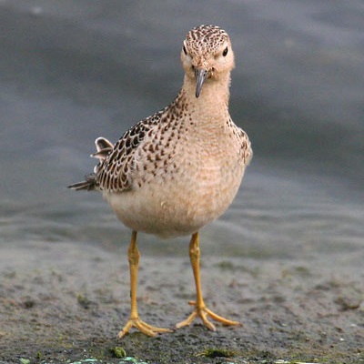 Buff-breasted Sandpiper