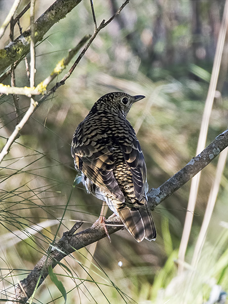 White's Thrush