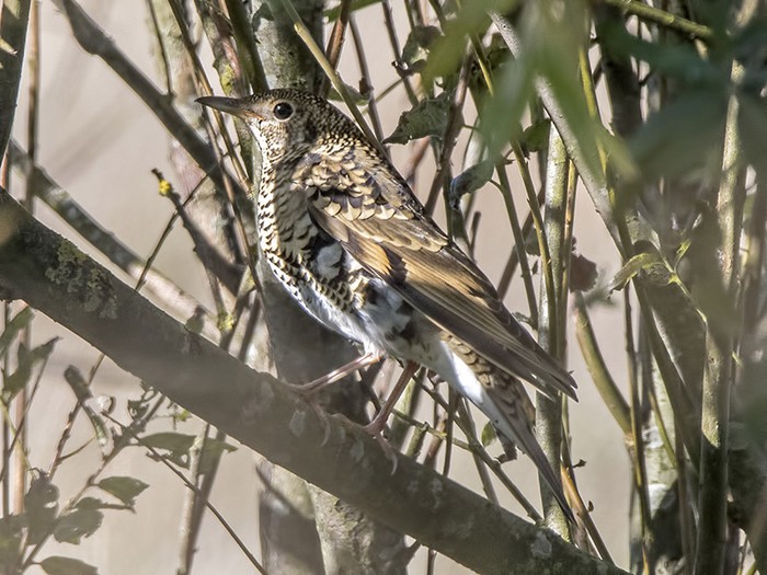 White's Thrush