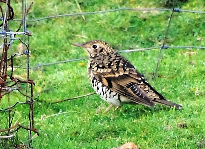 White's Thrush