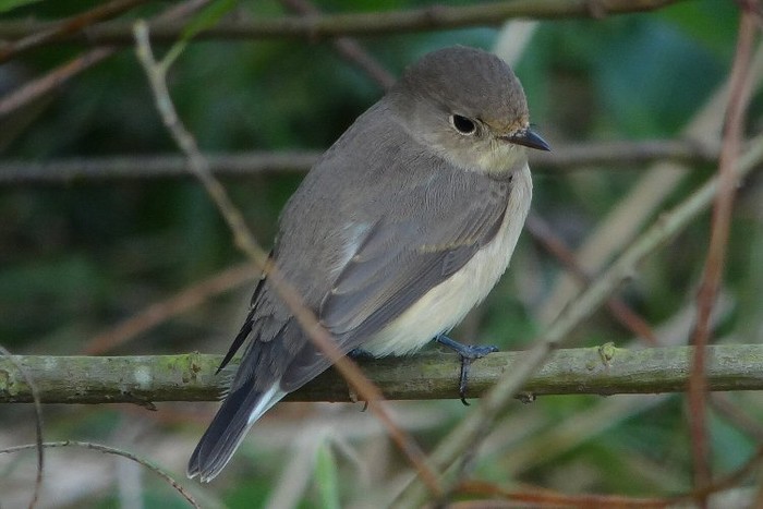Red-breasted Flycatcher