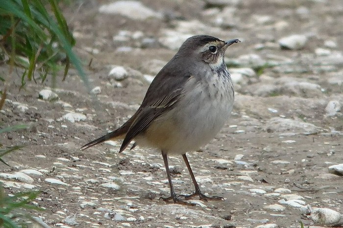 Bluethroat