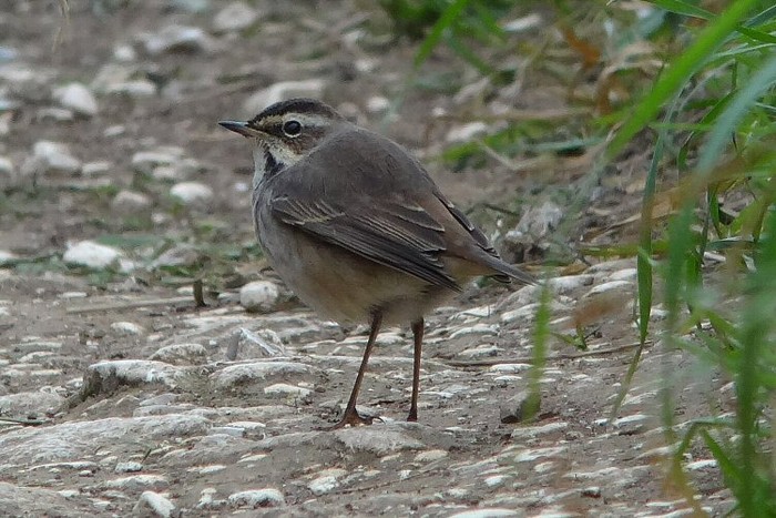 Bluethroat