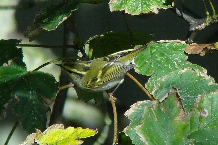 Pallas's Warbler