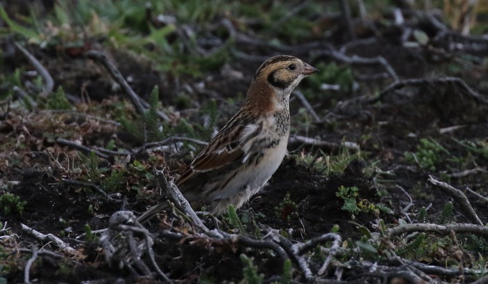 Lapland Bunting