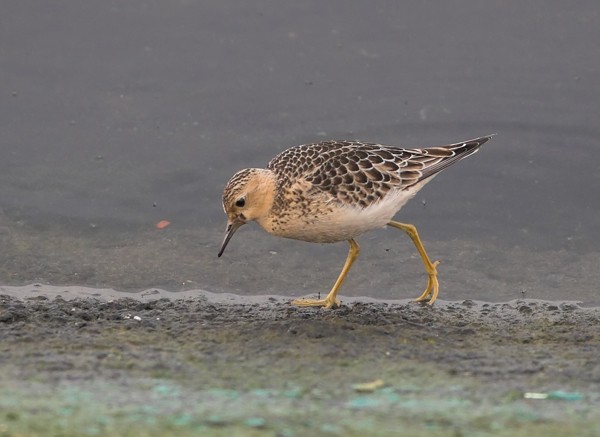 Buff-breasted Sandpiper