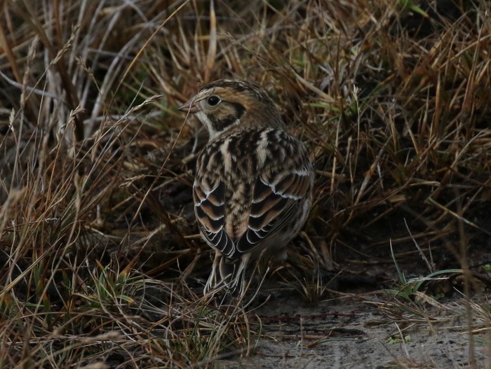 Lapland Bunting