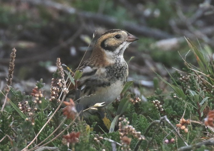 Lapland Bunting