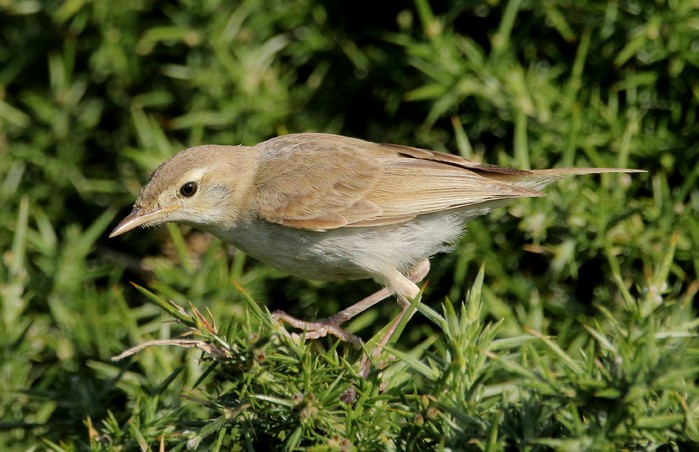 Booted Warbler