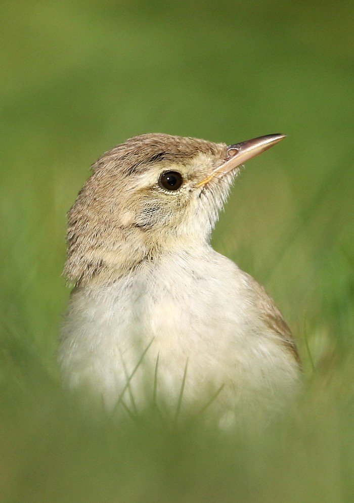Booted Warbler
