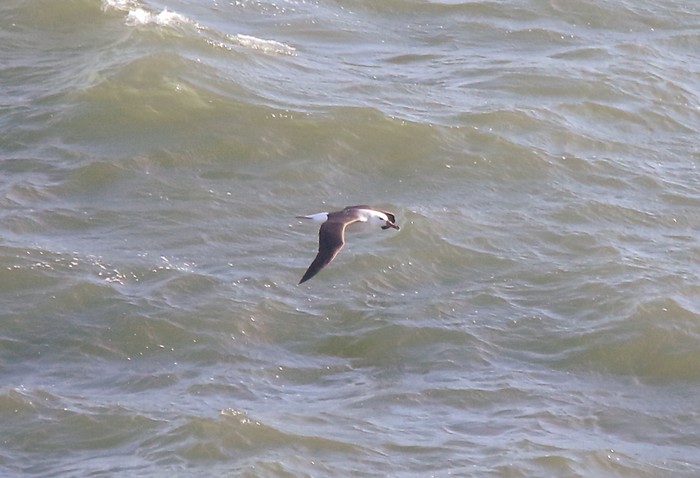 Black-browed Albatross