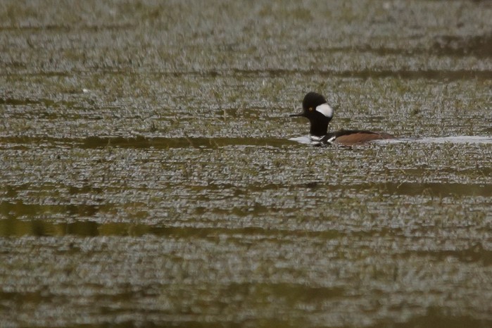 Hooded Merganser