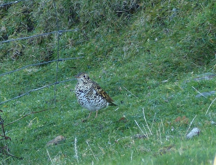 White's Thrush