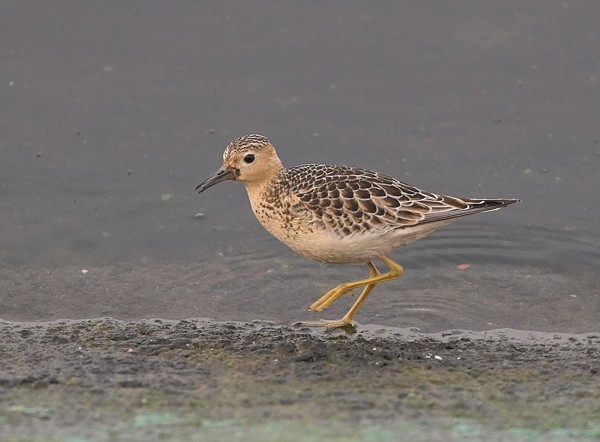 Buff-breasted Sandpiper