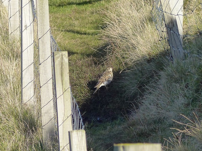 White's Thrush