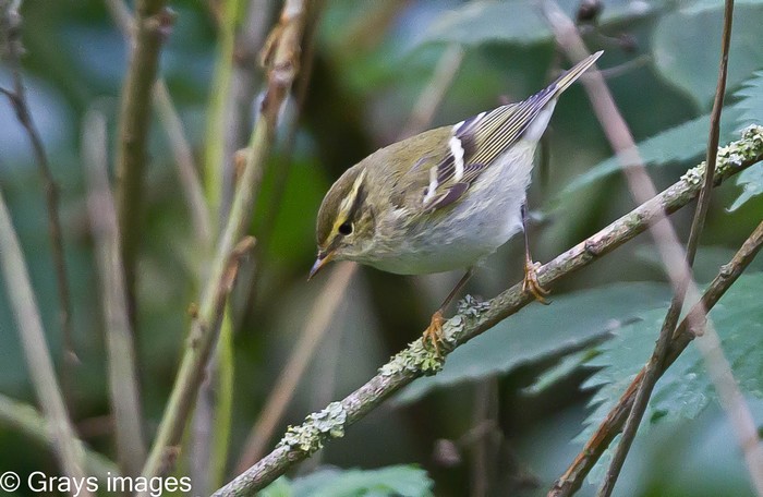 Yellow-browed Warbler