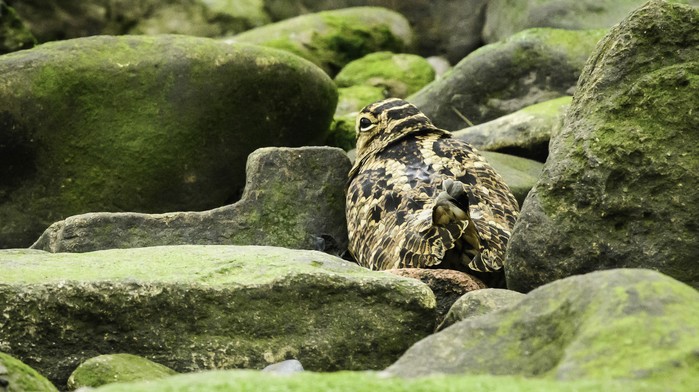 Woodcock