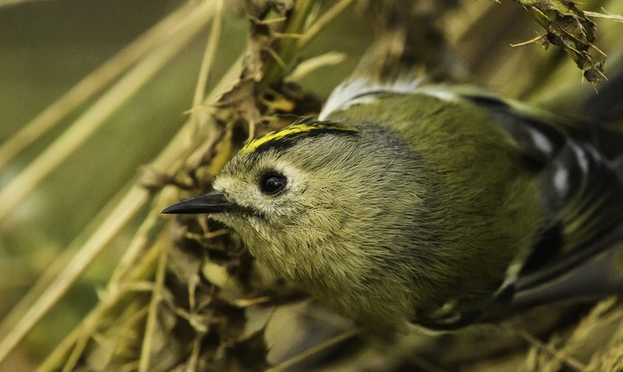 Goldcrest